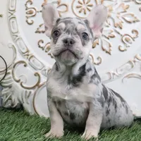 Emma, a female French Bulldog for sale in Charm, OH – Photo 3 of 3