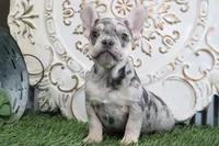 Emma, a female French Bulldog for sale in Charm, OH – Photo 3 of 3