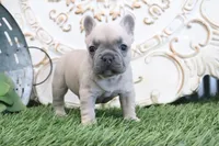 Frances, a male French Bulldog for sale in Charm, OH – 4 of 6
