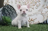 Mabel, a female French Bulldog for sale in Charm, OH – 2 of 6