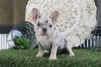 Mitzy, a female French Bulldog for sale in Charm, OH – 2 of 6