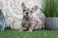 Manny, a male French Bulldog for sale in Charm, OH – Photo 2 of 5