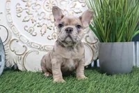Manny, a male French Bulldog for sale in Charm, OH – Photo 5 of 5