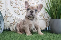 Manny, a male French Bulldog for sale in Charm, OH – Photo 4 of 5