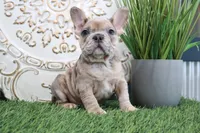 Manny, a male French Bulldog for sale in Charm, OH – Photo 1 of 5