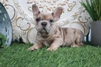Manny, a male French Bulldog for sale in Charm, OH – Photo 3 of 5