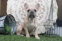 Frances, a female French Bulldog for sale in Charm, OH – 4 of 4