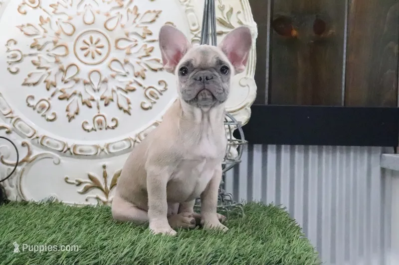 Wilma – French Bulldog puppy for sale in Charm, OH