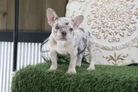 Mitzy, a female French Bulldog for sale in Charm, OH – 5 of 6