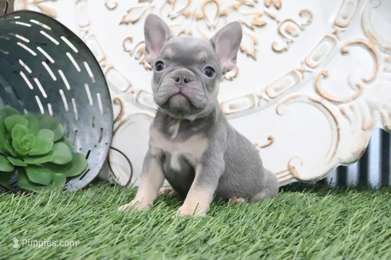 Maverick – French Bulldog puppy for sale in Charm, OH
