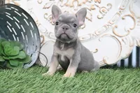 Maverick, a male French Bulldog for sale in Charm, OH – 1 of 5