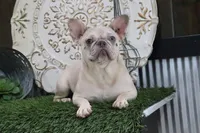 Chloe, a female French Bulldog for sale in Charm, OH – 2 of 4
