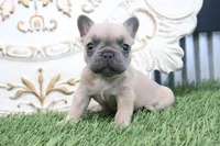 Fletcher, a male French Bulldog for sale in Charm, OH – 5 of 6