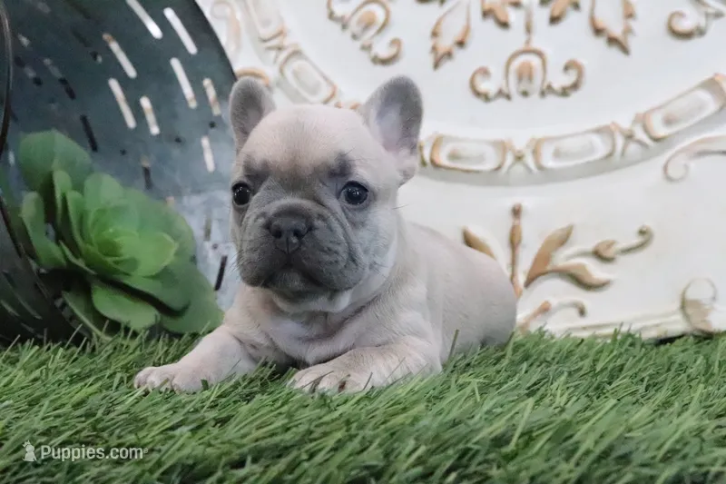 Frances – French Bulldog puppy for sale in Charm, OH