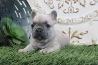 Frances, a male French Bulldog for sale in Charm, OH – 1 of 6