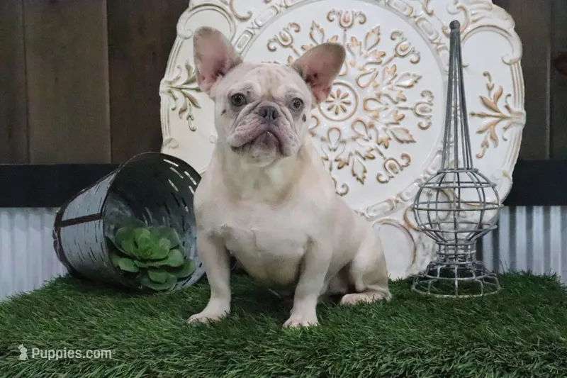 Chloe – French Bulldog puppy for sale in Charm, OH