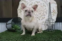 Chloe, a female French Bulldog for sale in Charm, OH – 1 of 4
