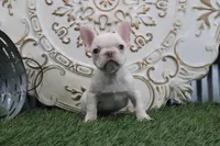 Odessa, a female French Bulldog for sale in Charm, OH – Photo 2 of 5