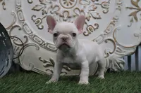 Odessa, a female French Bulldog for sale in Charm, OH – Photo 5 of 5