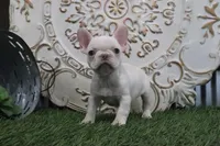 Odessa, a female French Bulldog for sale in Charm, OH – Photo 3 of 5