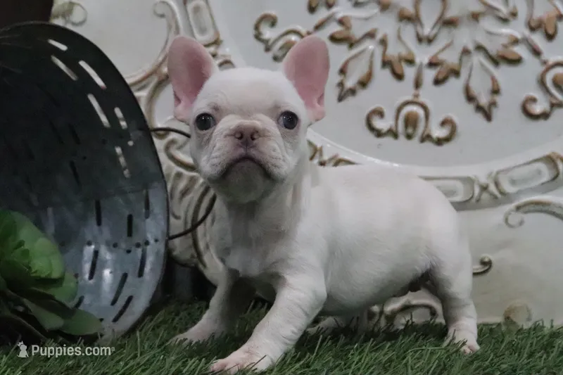 Odessa, a female French Bulldog for sale in Charm, OH – Photo 1 of 5