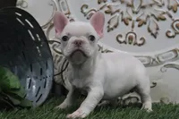 Odessa, a female French Bulldog for sale in Charm, OH – Photo 1 of 5