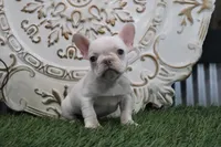 Odessa, a female French Bulldog for sale in Charm, OH – Photo 4 of 5