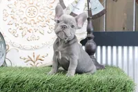Flo, a male French Bulldog for sale in Charm, OH – 4 of 6