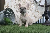 Frances, a male French Bulldog for sale in Charm, OH – 3 of 5