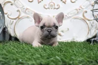 Winna, a female French Bulldog for sale in Charm, OH – 2 of 5