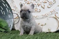 Frances, a male French Bulldog for sale in Charm, OH – 5 of 6