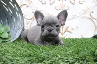 Wylie, a male French Bulldog for sale in Charm, OH – 2 of 6
