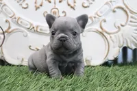 Flo, a male French Bulldog for sale in Charm, OH – 5 of 6