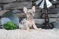Sparky, a male French Bulldog for sale in Charm, OH – 5 of 6