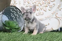 Maggie, a female French Bulldog for sale in Charm, OH – 4 of 6