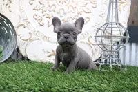 Wylie, a male French Bulldog for sale in Charm, OH – 4 of 6