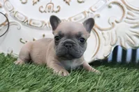 Fletcher, a male French Bulldog for sale in Charm, OH – 2 of 6