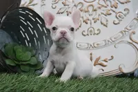 Mabel, a female French Bulldog for sale in Charm, OH – 5 of 6