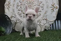 Opal, a female French Bulldog for sale in Charm, OH – Photo 2 of 5