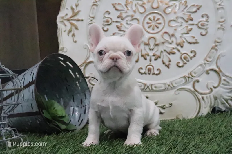 Opal – French Bulldog puppy for sale in Charm, OH