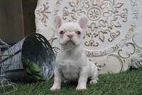 Opal, a female French Bulldog for sale in Charm, OH – Photo 1 of 5