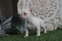 Opal, a female French Bulldog for sale in Charm, OH – Photo 4 of 5