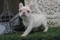 Opal, a female French Bulldog for sale in Charm, OH – Photo 3 of 5