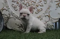 Opal, a female French Bulldog for sale in Charm, OH – Photo 5 of 5
