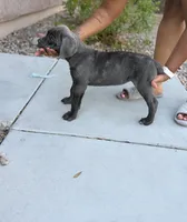 Iris, a female Cane Corso for sale in Phoenix, AZ – 3 of 3