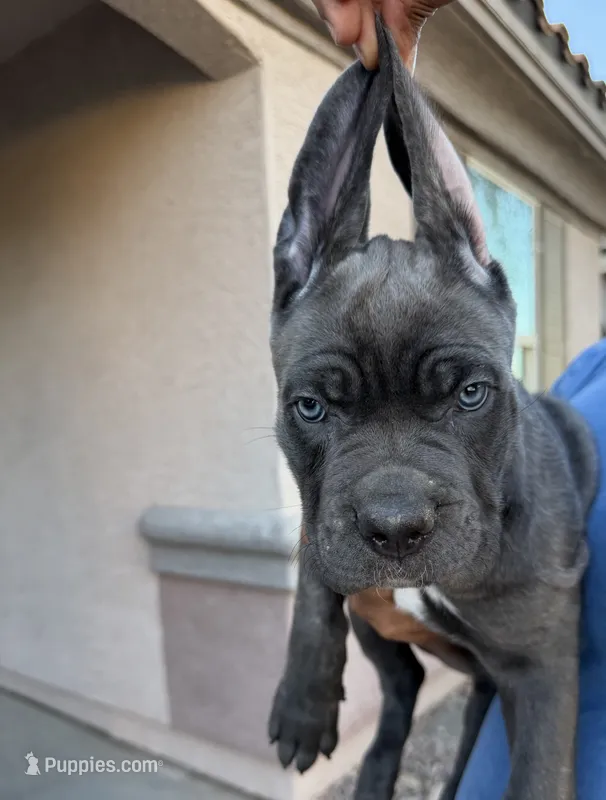 Iris – Cane Corso puppy for sale in Phoenix, AZ