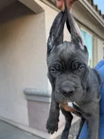 Iris, a female Cane Corso for sale in Phoenix, AZ – 1 of 3