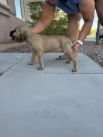 Athena, a female Cane Corso for sale in Phoenix, AZ – 3 of 3