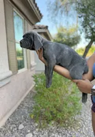 Iris, a female Cane Corso for sale in Phoenix, AZ – 2 of 3