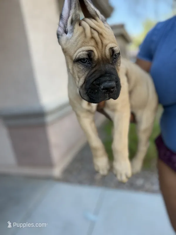 Athena – Cane Corso puppy for sale in Phoenix, AZ